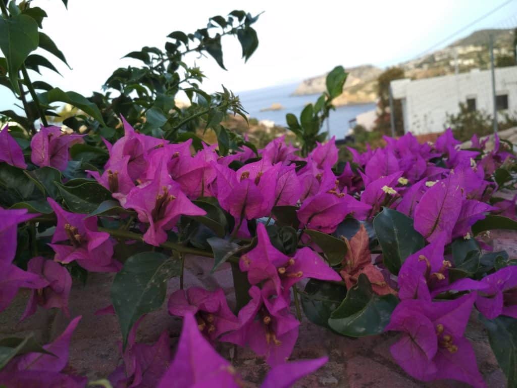 Bugenwilla rośliny śródziemnomorskie zdjęcia