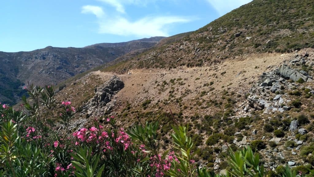 Oleandry w górach - rośliny śródziemnomorskie zdjęcia